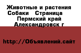 Животные и растения Собаки - Страница 3 . Пермский край,Александровск г.